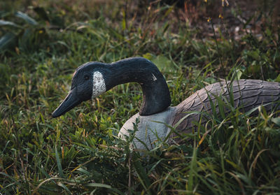 Close-up of a duck on field