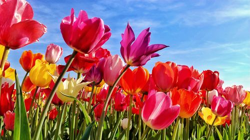 Close-up of red tulips on field against sky