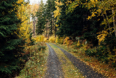 Road amidst trees in forest during autumn