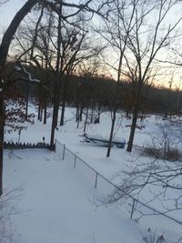 Bare trees on snow covered landscape