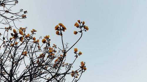 Low angle view of flower tree against clear sky