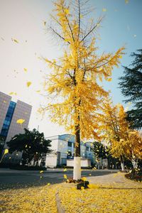 Trees in city