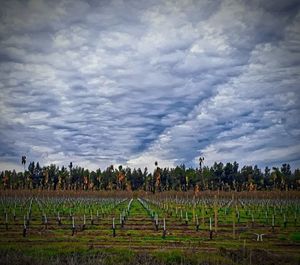 Vineyard against sky