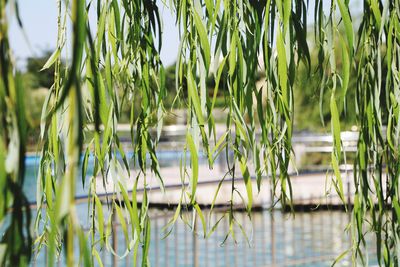 Close-up of plants growing in lake