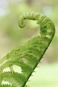 Curled green fern in the forest