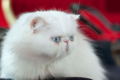 Close-up portrait of white cat