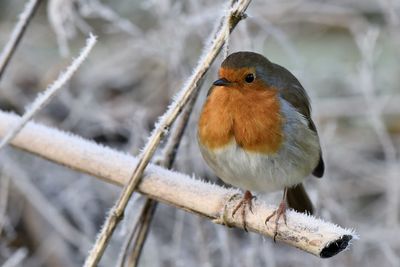 Close-up of bird perching on branch