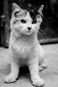 Close-up portrait of cat