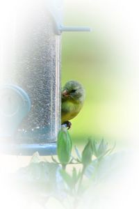 Close-up of bird perching on feeder