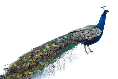 Close-up of peacock against clear sky