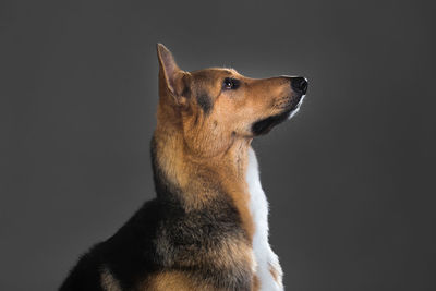 Close-up of a dog over black background