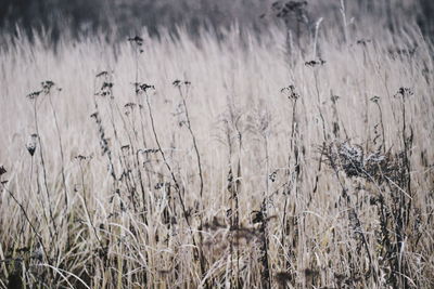 Close-up of dry plants on land