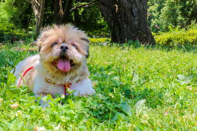 Portrait of dog on field