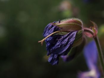 Close-up of wilted flower against blurred background