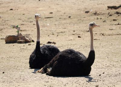 Two ostriches on barren landscape