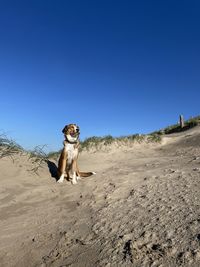 Dog standing on land against clear blue sky