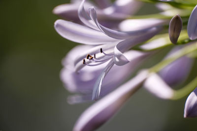 Close-up of white flower