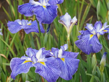 Close-up of purple iris flowers