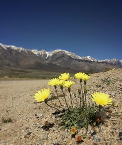 Close-up of yellow wildflowers on field against blue sky