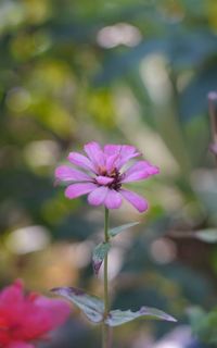 Close-up of pink flowering plant