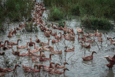 High angle view of birds swimming in lake