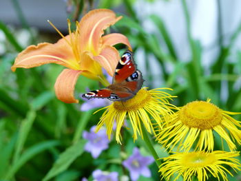 Close-up of butterfly pollinating on yellow flower