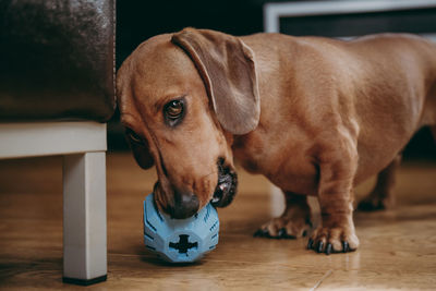 Close-up of dog playing with toy on hardwood floor