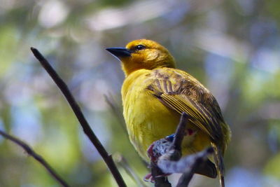 Low angle view of yellow warbler perching on twig