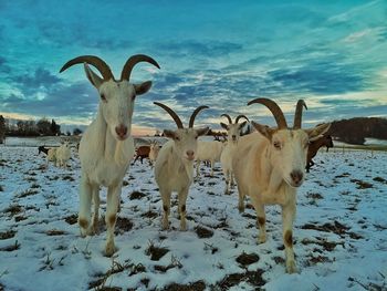 Goats standing on snow