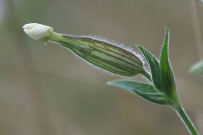 Close-up of flower buds