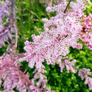 Close-up of pink flowers blooming on tree
