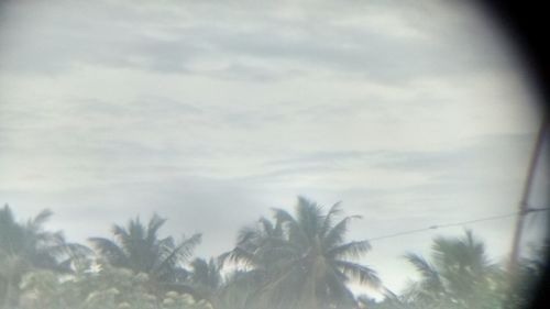 Low angle view of palm trees against sky