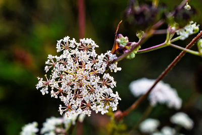 Close-up of cherry blossom plant