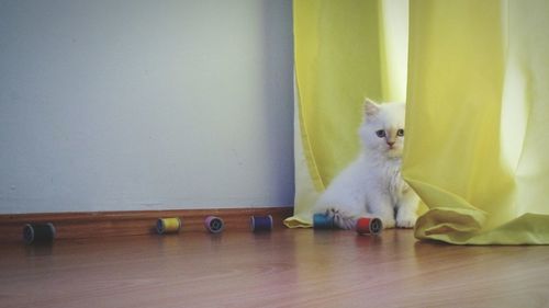 Cat lying on floor at home