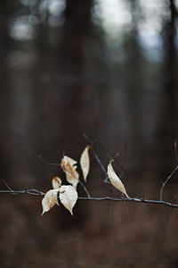 Close-up of wilted plant by fence