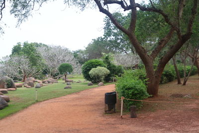 Trees in park against sky