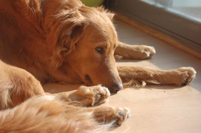 Close-up of golden retriever relaxing