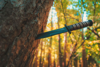 Close-up of bamboo tree trunk in forest