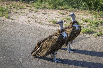 Ducks on road