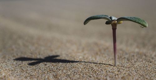 Close-up of mushroom on sand