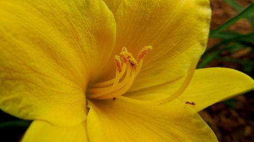 Close-up of yellow day lily blooming outdoors