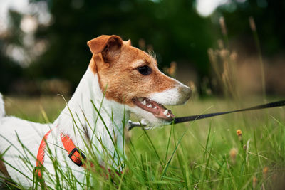 Dog on grass in a summer day. jack russel terrier puppy portrait