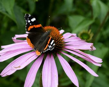 Close-up of butterfly pollinating on purple coneflower