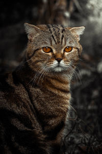 Close-up portrait of tabby cat