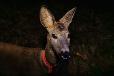 Close-up portrait of deer
