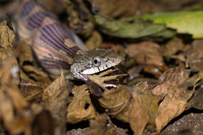 Close-up of snake eating a bird on dry leaves