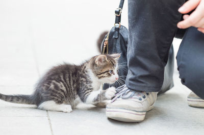 Low section of woman with kitten on street