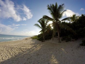 Palm trees on beach against sky