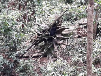 Close-up of tree trunk in forest