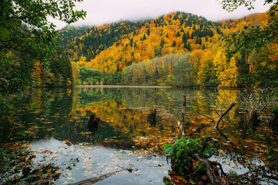 Scenic view of lake by trees during autumn